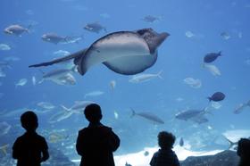 Careers: Aquarium Science